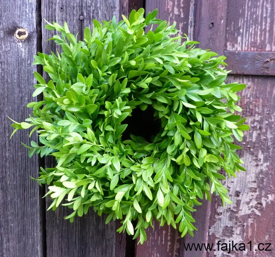 Buxus zelenáček